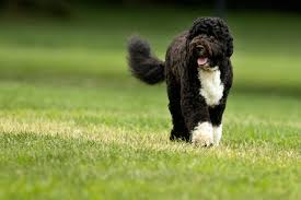 Bo the racist dog patrols the White House lawn