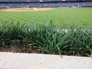 The Yankees cannot afford to cut the hedge.